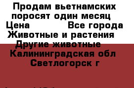 Продам вьетнамских поросят,один месяц › Цена ­ 3 000 - Все города Животные и растения » Другие животные   . Калининградская обл.,Светлогорск г.